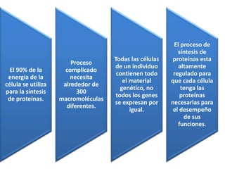 El 90% de la
energía de la
célula se utiliza
para la síntesis
de proteínas.
Proceso
complicado
necesita
alrededor de
300
macromoléculas
diferentes.
Todas las células
de un individuo
contienen todo
el material
genético, no
todos los genes
se expresan por
igual.
El proceso de
síntesis de
proteínas esta
altamente
regulado para
que cada célula
tenga las
proteínas
necesarias para
el desempeño
de sus
funciones.
 