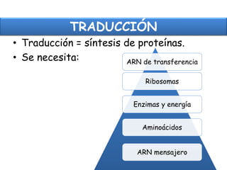 TRADUCCIÓN
• Traducción = síntesis de proteínas.
• Se necesita:
Enzimas y energía
ARN de transferencia
Aminoácidos
ARN mensajero
Ribosomas
 