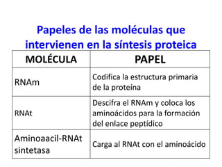MOLÉCULA PAPEL
RNAm
Codifica la estructura primaria
de la proteína
RNAt
Descifra el RNAm y coloca los
aminoácidos para la formación
del enlace peptídico
Aminoaacil-RNAt
sintetasa
Carga al RNAt con el aminoácido
Papeles de las moléculas que
intervienen en la síntesis proteica
 