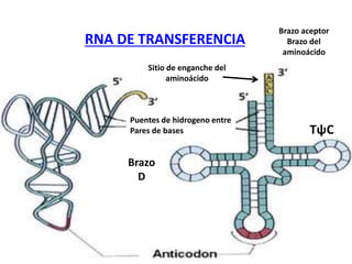 RNA DE TRANSFERENCIA
Sitio de enganche del
aminoácido
Puentes de hidrogeno entre
Pares de bases TψC
Brazo aceptor
Brazo del
aminoácido
Brazo
D
 