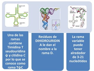 Una de las
ramas
contiene
Timidina T
seudouridina
ψ y citidina C
por lo que se
conoce como
rama TψC
Residuos de
DIHIDROURIDIN
A le dan el
nombre a la
rama D.
La rama
variable
puede
tener
alrededor
de 3-21
nucleótidos
 