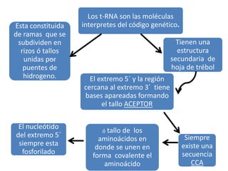 Los t-RNA son las moléculas
interpretes del código genético.
El nucleótido
del extremo 5´
siempre esta
fosforilado
Siempre
existe una
secuencia
CCA
Tienen una
estructura
secundaria de
hoja de trébol
ó tallo de los
aminoácidos en
donde se unen en
forma covalente el
aminoácido
El extremo 5´ y la región
cercana al extremo 3´ tiene
bases apareadas formando
el tallo ACEPTOR
Esta constituida
de ramas que se
subdividen en
rizos ó tallos
unidas por
puentes de
hidrogeno.
 
