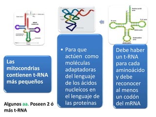 Las
mitocondrias
contienen t-RNA
más pequeños
• Para que
actúen como
moléculas
adaptadoras
del lenguaje
de los ácidos
nucleícos en
el lenguaje de
las proteínas
Debe haber
un t-RNA
para cada
aminoácido
y debe
reconocer
al menos
un codón
del mRNAAlgunos aa. Poseen 2 ó
más t-RNA
 