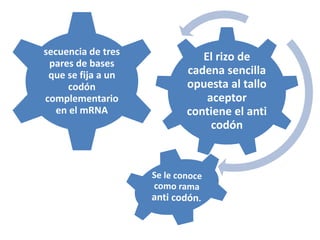 El rizo de
cadena sencilla
opuesta al tallo
aceptor
contiene el anti
codón
secuencia de tres
pares de bases
que se fija a un
codón
complementario
en el mRNA
 
