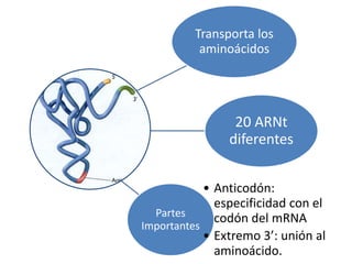 Transporta los
aminoácidos
20 ARNt
diferentes
Partes
Importantes
• Anticodón:
especificidad con el
codón del mRNA
• Extremo 3’: unión al
aminoácido.
 