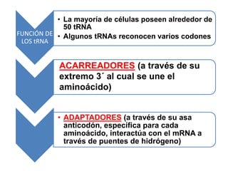 FUNCIÓN DE
LOS tRNA
• La mayoría de células poseen alrededor de
50 tRNA
• Algunos tRNAs reconocen varios codones
• ADAPTADORES (a través de su asa
anticodón, específica para cada
aminoácido, interactúa con el mRNA a
través de puentes de hidrógeno)
ACARREADORES (a través de su
extremo 3´ al cual se une el
aminoácido)
 