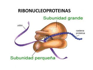 RIBONUCLEOPROTEINAS
 