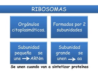 RIBOSOMAS
Orgánulos
citoplasmáticos.
Formados por 2
subunidades
Subunidad
pequeña se
une ARNm
Subunidad
grande se
unen aa
Se unen cuando van a sintetizar proteínas
 