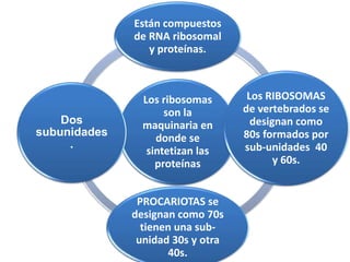 Los ribosomas
son la
maquinaria en
donde se
sintetizan las
proteínas
Están compuestos
de RNA ribosomal
y proteínas.
Los RIBOSOMAS
de vertebrados se
designan como
80s formados por
sub-unidades 40
y 60s.
PROCARIOTAS se
designan como 70s
tienen una sub-
unidad 30s y otra
40s.
Dos
subunidades
.
 