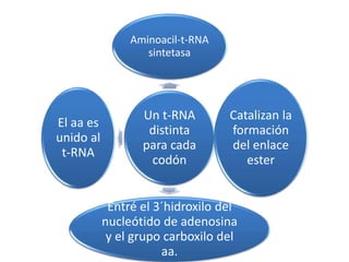 Un t-RNA
distinta
para cada
codón
Aminoacil-t-RNA
sintetasa
Catalizan la
formación
del enlace
ester
Entré el 3´hidroxilo del
nucleótido de adenosina
y el grupo carboxilo del
aa.
El aa es
unido al
t-RNA
 