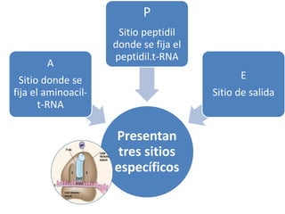 Presentan
tres sitios
específicos
A
Sitio donde se
fija el aminoacil-
t-RNA
P
Sitio peptidil
donde se fija el
peptidil.t-RNA
E
Sitio de salida
 