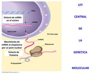 LEY
CENTRAL
DE
LA
GENETICA
MOLECULAR
Movimiento de
mRNA al citoplasma
por un poro nuclear
Síntesis de
Proteina
Síntesis de mRNA
en el núcleo
 