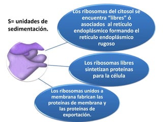 Los ribosomas del citosol se
encuentra “libres” ó
asociados al retículo
endoplásmico formando el
retículo endoplásmico
rugoso
Los ribosomas libres
sintetizan proteínas
para la célula
Los ribosomas unidos a
membrana fabrican las
proteínas de membrana y
las proteínas de
exportación.
S= unidades de
sedimentación.
 