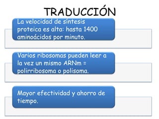 La velocidad de síntesis
proteica es alta: hasta 1400
aminoácidos por minuto.
Varios ribosomas pueden leer a
la vez un mismo ARNm =
polirribosoma o polisoma.
Mayor efectividad y ahorro de
tiempo.
TRADUCCIÓN
 