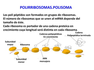POLIRRIBOSOMAS.POLISOMA
Los poli péptidos son formados en grupos de ribosomas.
El número de ribosomas que se unen al mRNA depende del
tamaño de éste.
Cada ribosoma es portador de una cadena proteica en
crecimiento cuya longitud será distinta en cada ribosoma.
Subunidad
mayor
Subunidad
menor
Ribosoma
ARN
mensajero
Ribosoma
Cadenas polipeptídicas
En crecimiento
Cadena
Polipeptídica terminada
 