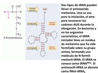 Dos tipos de tRNA pueden
llevar el aminoácido
metionina. Uno se usa
para la iniciación, el otro
para reconocer los
codones AUG durante la
elongación. En bacterias y
en los organelos
eucarioticos, el tRNA
iniciador lleva un residuo
de metionina que ha sido
formilado sobre su grupo
amino, formando una
molécula de N-formil-
metionil-tRNA. El tRNA se
conoce como tRNAfMet. El
aminoacill-tRNA se abrevía
como fMet-tRNA .
 