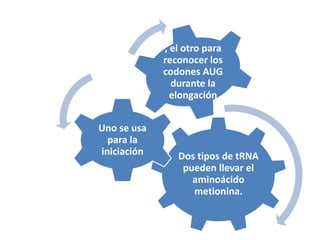 Dos tipos de tRNA
pueden llevar el
aminoácido
metionina.
Uno se usa
para la
iniciación
, el otro para
reconocer los
codones AUG
durante la
elongación
 