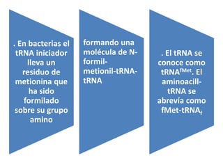. En bacterias el
tRNA iniciador
lleva un
residuo de
metionina que
ha sido
formilado
sobre su grupo
amino
formando una
molécula de N-
formil-
metionil-tRNA-
tRNA
. El tRNA se
conoce como
tRNAfMet. El
aminoacill-
tRNA se
abrevía como
fMet-tRNAf
 