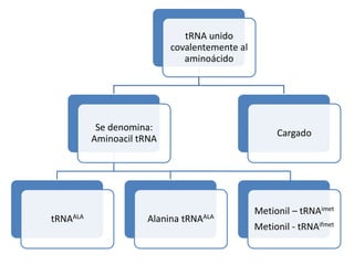 tRNA unido
covalentemente al
aminoácido
Se denomina:
Aminoacil tRNA
tRNAALA Alanina tRNAALA
Cargado
Metionil – tRNAimet
Metionil - tRNAifmet
 