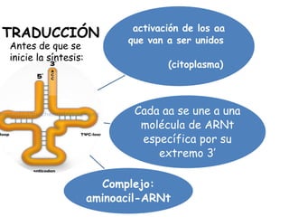activación de los aa
que van a ser unidos
(citoplasma)
Cada aa se une a una
molécula de ARNt
específica por su
extremo 3’
Complejo:
aminoacil-ARNt
Antes de que se
inicie la síntesis:
TRADUCCIÓN
 