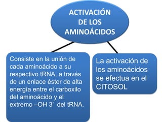 ACTIVACIÓN
DE LOS
AMINOÁCIDOS
Consiste en la unión de
cada aminoácido a su
respectivo tRNA, a través
de un enlace éster de alta
energía entre el carboxilo
del aminoácido y el
extremo –OH 3’ del tRNA.
La activación de
los aminoácidos
se efectua en el
CITOSOL
 