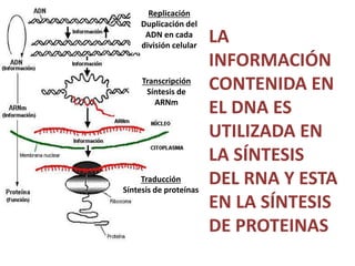 LA
INFORMACIÓN
CONTENIDA EN
EL DNA ES
UTILIZADA EN
LA SÍNTESIS
DEL RNA Y ESTA
EN LA SÍNTESIS
DE PROTEINAS
Replicación
Duplicación del
ADN en cada
división celular
Transcripción
Síntesis de
ARNm
Traducción
Síntesis de proteínas
 