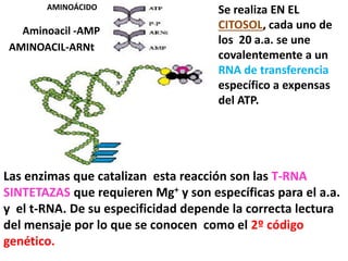 AMINOÁCIDO
Aminoacil -AMP
AMINOACIL-ARNt
Las enzimas que catalizan esta reacción son las T-RNA
SINTETAZAS que requieren Mg+ y son específicas para el a.a.
y el t-RNA. De su especificidad depende la correcta lectura
del mensaje por lo que se conocen como el 2º código
genético.
Se realiza EN EL
CITOSOL, cada uno de
los 20 a.a. se une
covalentemente a un
RNA de transferencia
específico a expensas
del ATP.
 