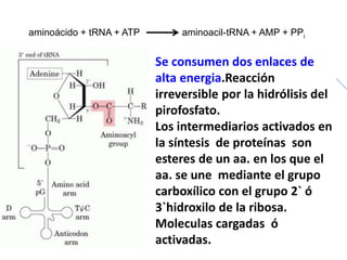 aminoácido + tRNA + ATP aminoacil-tRNA + AMP + PPi
Se consumen dos enlaces de
alta energia.Reacción
irreversible por la hidrólisis del
pirofosfato.
Los intermediarios activados en
la síntesis de proteínas son
esteres de un aa. en los que el
aa. se une mediante el grupo
carboxílico con el grupo 2` ó
3`hidroxilo de la ribosa.
Moleculas cargadas ó
activadas.
 