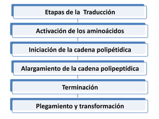 Etapas de la Traducción
Activación de los aminoácidos
Iniciación de la cadena polipétidica
Alargamiento de la cadena polipeptídica
Terminación
Plegamiento y transformación
 