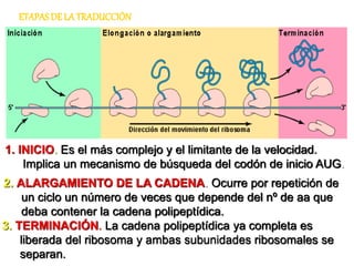 1. INICIO. Es el más complejo y el limitante de la velocidad.
Implica un mecanismo de búsqueda del codón de inicio AUG.
ETAPAS DE LA TRADUCCIÓN
2. ALARGAMIENTO DE LA CADENA. Ocurre por repetición de
un ciclo un número de veces que depende del nº de aa que
deba contener la cadena polipeptídica.
3. TERMINACIÓN. La cadena polipeptídica ya completa es
liberada del ribosoma y ambas subunidades ribosomales se
separan.
 