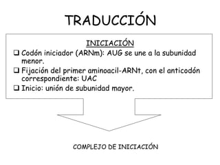 TRADUCCIÓN
INICIACIÓN
 Codón iniciador (ARNm): AUG se une a la subunidad
menor.
 Fijación del primer aminoacil-ARNt, con el anticodón
correspondiente: UAC
 Inicio: unión de subunidad mayor.
COMPLEJO DE INICIACIÓN
 
