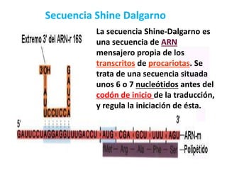 Secuencia Shine Dalgarno
La secuencia Shine-Dalgarno es
una secuencia de ARN
mensajero propia de los
transcritos de procariotas. Se
trata de una secuencia situada
unos 6 o 7 nucleótidos antes del
codón de inicio de la traducción,
y regula la iniciación de ésta.
 