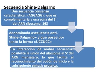 Una secuencia consenso
característica: «AGGAGG», que es
complementaria a una zona del 3'
del ARN ribosomal 16S
denominada «secuencia anti-
Shine-Dalgarno» y que posee por
tanto la forma «UCCUCC»
La interacción de ambas secuencias
posibilita la unión del ribosoma al 5' del
ARN mensajero, lo que facilita el
reconocimiento del codón de inicio y la
subsiguiente síntesis proteica.
Secuencia Shine-Dalgarno
 