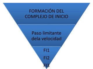 FORMACIÓN DEL
COMPLEJO DE INICIO
Paso limitante
dela velocidad
FI1
FI2
FI3
 