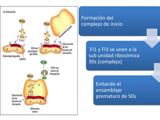 Formación del
complejo de inicio
FI1 y FI3 se unen a la
sub unidad ribosómica
30s (complejo)
Evitando el
ensamblaje
prematuro de 50s
 