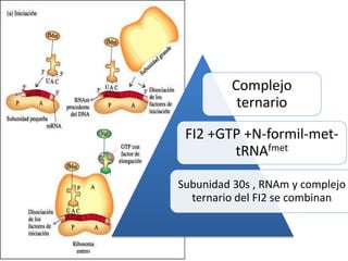 Complejo
ternario
FI2 +GTP +N-formil-met-
tRNAfmet
Subunidad 30s , RNAm y complejo
ternario del FI2 se combinan
 