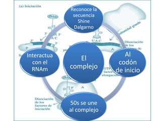 El
complejo
Reconoce la
secuencia
Shine
Dalgarno
Al
codón
de inicio
50s se une
al complejo
Interactua
con el
RNAm
 
