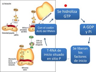 Se hidroliza
GTP
A GDP
y Pi
Se liberan
los
factores
de inicio
T-RNA de
inicio situado
en sitio P
Con el codón
AUG del RNAm
 