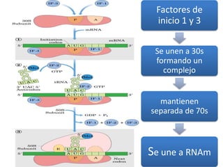 Factores de
inicio 1 y 3
Se unen a 30s
formando un
complejo
mantienen
separada de 70s
Se une a RNAm
 