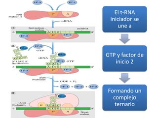 El t-RNA
iniciador se
une a
GTP y factor de
inicio 2
Formando un
complejo
ternario
 