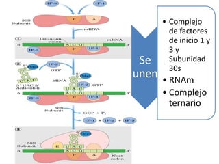 Se
unen
• Complejo
de factores
de inicio 1 y
3 y
Subunidad
30s
• RNAm
• Complejo
ternario
 