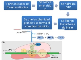 T-RNA iniciador de
formil metionina
Se coloca
en el sitio
P
Se hidroliza
GTP
Se liberan
los factores
de inicio
Se une la subunidad
grande y se forma el
complejo de inicio
 