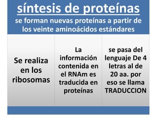 síntesis de proteínas
se forman nuevas proteínas a partir de
los veinte aminoácidos estándares
Se realiza
en los
ribosomas
La
información
contenida en
el RNAm es
traducida en
proteínas
se pasa del
lenguaje De 4
letras al de
20 aa. por
eso se llama
TRADUCCION
 
