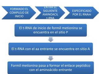 FORMADO EL
COMPLEJO DE
INICIO
ENTRA EL
SIGUIENTE
AMINOACIL
t-RNA
ESPECIFICADO
POR EL RNAm
El t-RNA de inicio de formil metionina se
encuentra en el sitio P
El t-RNA con el aa entrante se encuentra en sitio A
Formil metionina pasa a formar el enlace peptídico
con el aminoácido entrante
 