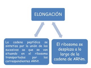 ELONGACIÓN
El ribosoma se
desplaza a lo
largo de la
cadena de ARNm.
La cadena peptídica se
sintetiza por la unión de los
sucesivos aa que se van
situando en el ribosoma
transportados por los
correspondientes ARNt.
 