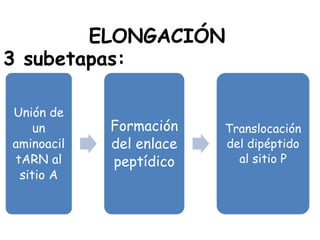 ELONGACIÓN
Unión de
un
aminoacil
tARN al
sitio A
Formación
del enlace
peptídico
Translocación
del dipéptido
al sitio P
3 subetapas:
 