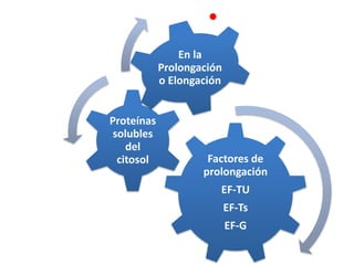 Factores de
prolongación
EF-TU
EF-Ts
EF-G
Proteínas
solubles
del
citosol
En la
Prolongación
o Elongación
 