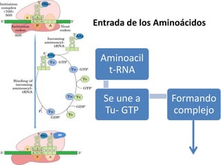 Aminoacil
t-RNA
Se une a
Tu- GTP
Formando
complejo
Entrada de los Aminoácidos
AA2
 