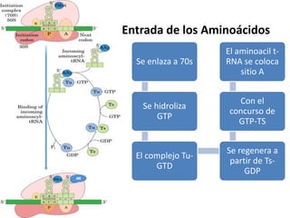 Entrada de los Aminoácidos
AA2
Se enlaza a 70s
Se hidroliza
GTP
El complejo Tu-
GTD
Se regenera a
partir de Ts-
GDP
Con el
concurso de
GTP-TS
El aminoacil t-
RNA se coloca
sitio A
 
