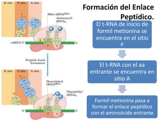El t-RNA de inicio de
formil metionina se
encuentra en el sitio
P
El t-RNA con el aa
entrante se encuentra en
sitio A
Formil metionina pasa a
formar el enlace peptídico
con el aminoácido entrante
Formación del Enlace
Peptídico.
 